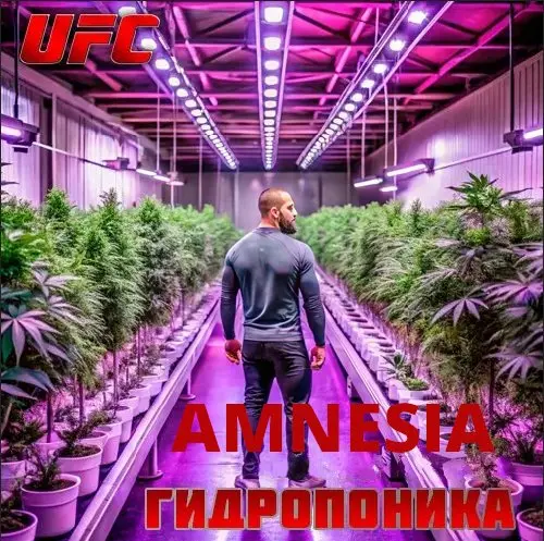 Шишки Amnesia (ОПТ ЦЕНА СЛАДКАЯ!!!)