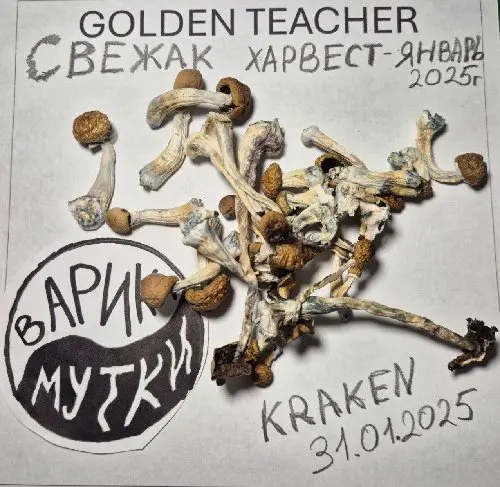 Golden Teacher