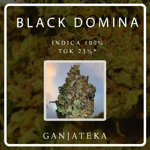 Black Domina